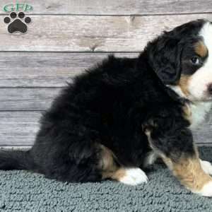 Joker, Bernedoodle Puppy